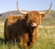 Highland Cow copy.jpg