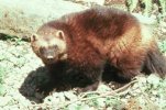 wolverine-2.jpg