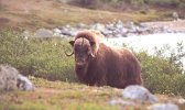 at-muskox1.jpg