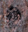 bigfoot wears a black hoodie.jpg