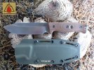 gso-51 on mushroom.jpg