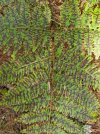 Fern-in-passing.jpg