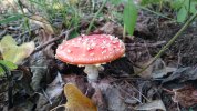 DSC_0130.JPG