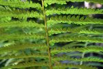 Fern-Fronds.jpg