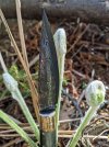 PATTADA-&-fiddleheadsI.jpg