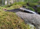 Steri-on-rock-and-moss.jpg