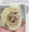 African Kudu Horn Inner Bone Core (not polished).jpg