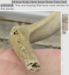 African Kudu Horn Inner Bone Core (not polished)1.jpg