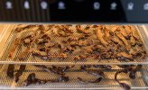 Biltonk Jerky selbst trocknen fleisch dörren ofen-4.jpg