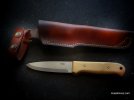 Woodlore boxwood 1.jpg