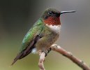 bird-861882_1280-1.jpg