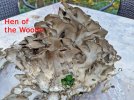 Hen-of-te-Woods-I.jpg