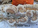 Turkey-Tails.jpg