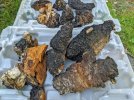 Pile-O-Chaga.jpg