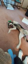 stretchingyawning.jpg