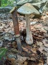 Puukko-&-Shroom.jpg