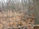 stuck in tree.jpg