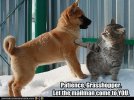 cat-teaches-dog-patience.jpg