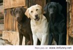 Same-species-different-colors.jpg