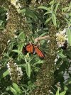 IMG_1600.jpg