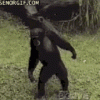0D67159D-C299-4147-B79A-EACFF5B934D7.gif