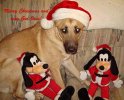 JessiGoofyDec2012.jpg