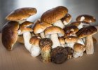 Steinpilze Trocknen Hexenröhrling-2.jpg