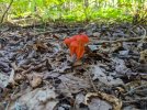 Little-Red-Shrooms.jpg