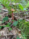 Russell's-Bolete.jpg