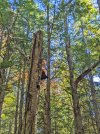 High-Chaga.jpg
