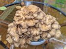 Hen-of-the-woods.jpg
