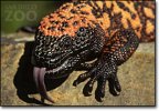 gila_monster_inset_93-537.jpg