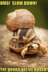 turtle snail.jpg