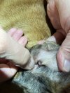 skyler ear 2.jpg