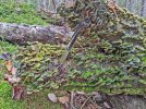 L'Aurillac-and-lichen.jpg