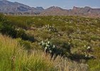 Big Bend National Park in Texas.jpg