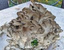 Hen-of-the-woods-II.jpg