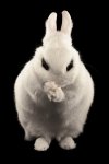 Evil Bunny.jpg