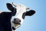 Surprised Cow.jpg