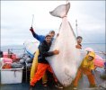 halibut_akand101l.jpg