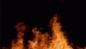AridLastingAmericancrow-max-1mb.gif