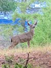 Deer Season 2022 #6.jpg
