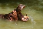 hippo teeth.jpg