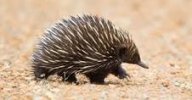 Echidna.jpg