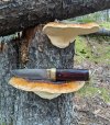 Kotano-and-polypores.jpg
