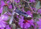 bs.mark.Vmain.rhodo.farther.jpg