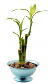 lucky-bamboo-599x1024.jpg