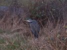heron.jpg