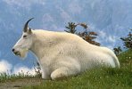 320px-Mountain_Goat_USFWS.jpg