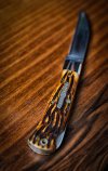 #720113 Cody Scout Autumn Gold Jig Bone.jpg
